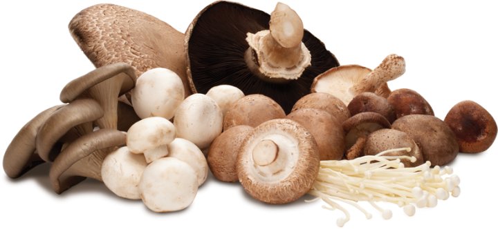 Recepti za jela sa gljivama